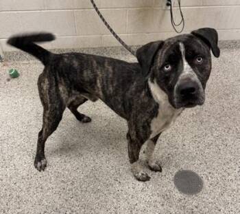 Azzurro -  Mixed Breed Dog for Adoption in Kansas City, Missouri - Azzurro | PetCurious