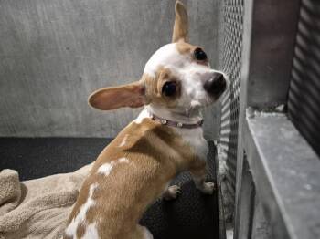 Chihuahua Dogs Available for Adoption in San Antonio, Texas - A807601 | PetCurious
