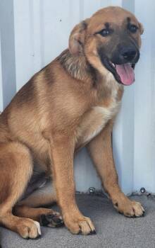Keawe -  Australian Cattle Dog Blue Heeler and Shepherd Dog for Adoption in Fort Lupton, Colorado - Keawe | PetCurious