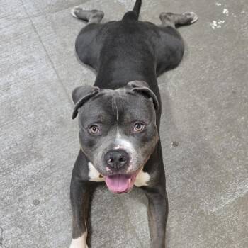 Zeus -  Pit Bull Terrier Dog for Adoption in Washougal, Washington - Zeus | PetCurious