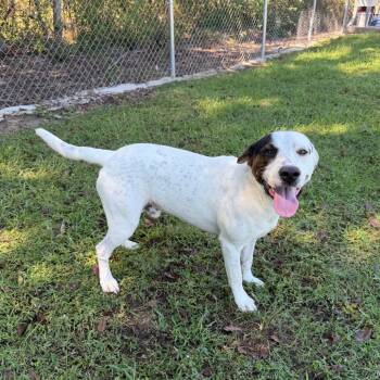 Hullabaloo -  Hound and Mixed Breed Dog for Adoption in Carencro, Louisiana - Hullabaloo | PetCurious