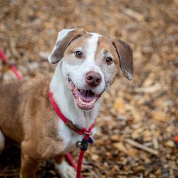 Mixed Breed Dogs Available for Adoption in Chamblee, Georgia - Speck | PetCurious