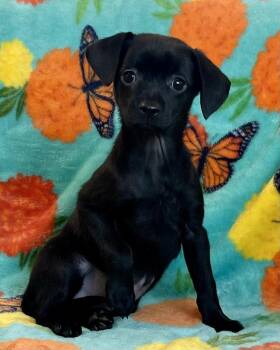 Smores -  Chihuahua Dog for Adoption in Jamestown, California - Smores | PetCurious