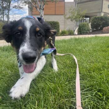Drake -  Mixed Breed Dog for Adoption in Park City, Utah - Drake | PetCurious
