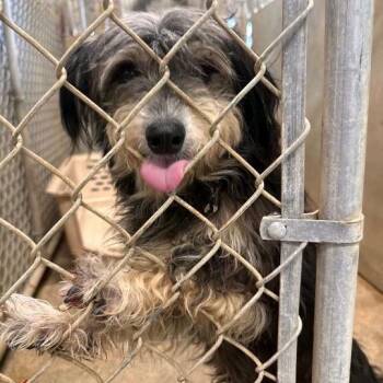 Benji -  Wirehaired Terrier Dog for Adoption in Baton Rouge, Louisiana - Benji | PetCurious