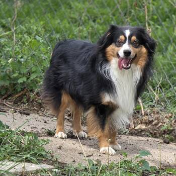 Turbo -  Australian Shepherd Dog for Adoption in Lincoln, Nebraska - Turbo | PetCurious
