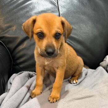 Adora -  Labrador Retriever and Mixed Breed Dog for Adoption in Overland Park, Kansas - Adora | PetCurious