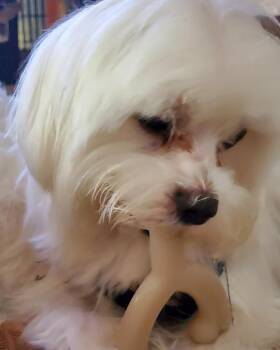 Maltese Dogs Available for Adoption in Palm City, Florida - TICO | PetCurious