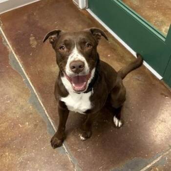 Terrier and Labrador Retriever Dogs Available for Adoption in Springfield, Missouri - Grim | PetCurious