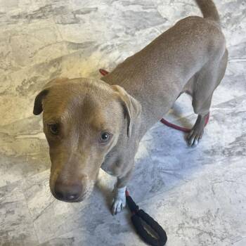 Daisy -  Mixed Breed Dog for Adoption in Fairfax Station, Virginia - Daisy | PetCurious