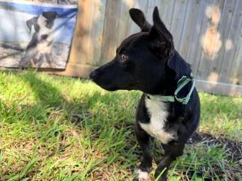 Conrad Snuggle Sprout -  Chihuahua and Rat Terrier Dog for Adoption in Friendswood, Texas - Conrad Snuggle Sprout | PetCurious