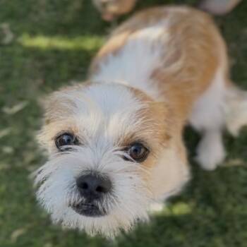 George -  Terrier Dog for Adoption in Midland, Texas - George | PetCurious