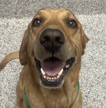 Labrador Retriever Dogs Available for Adoption in Golden, Colorado - Jeter | PetCurious