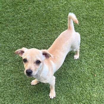 Vanilla Bean 9613 -  Chihuahua and Mixed Breed Dog for Adoption in Loxahatchee Groves, Florida - Vanilla Bean 9613 | PetCurious
