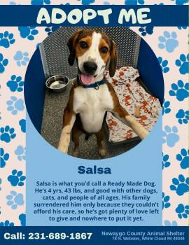 Salsa -  Beagle and Black And Tan Coonhound Dog for Adoption in White Cloud, Michigan - Salsa | PetCurious