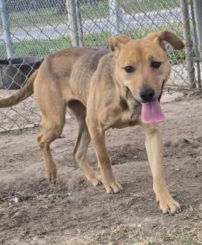 Labrador Retriever Dogs Available for Adoption - Emmy | PetCurious