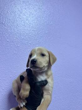 61729723 -  Mixed Breed Dog for Adoption in El Paso, Texas - 61729723 | PetCurious