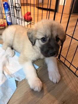 Great Pyrenees Dogs Available for Adoption in Denver, Colorado - Koda | PetCurious