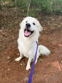 Great Pyrenees Dogs Available for Adoption in Charlotte, North Carolina - ACHILLES | PetCurious