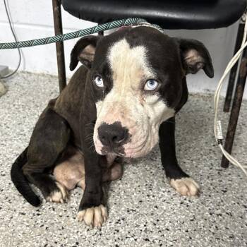 Flower Shop -  American Bulldog and Mixed Breed Dog for Adoption in Hattiesburg, Mississippi - Flower Shop | PetCurious