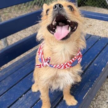 Scruffles -  Terrier and Mixed Breed Dog for Adoption in Dayton, Ohio - Scruffles | PetCurious