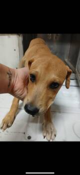 Rescue Labrador Retriever and Hound Dogs for Adoption in Hot Springs, Arkansas - Bully | PetCurious