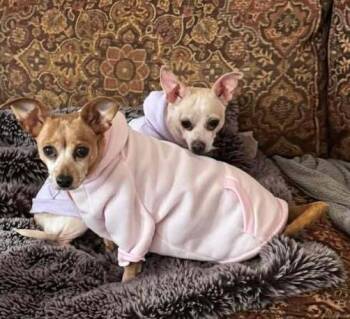 Chihuahua Dogs Available for Adoption in Dale City, Virginia - Momo | PetCurious