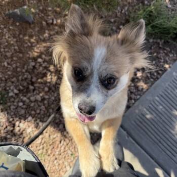 Rescue Mixed Breed Dogs for Adoption in Flagstaff, Arizona - Dawn | PetCurious