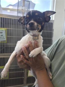 Chihuahua Dogs Available for Adoption in San Antonio, Texas - STARR | PetCurious