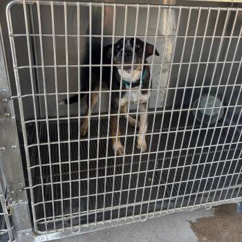 Rescue Shepherd Dogs for Adoption in Lake Jackson, Texas - Pepper | PetCurious