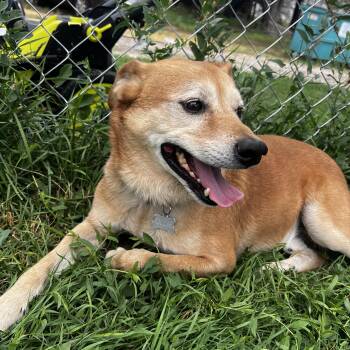 Ollie -  Shiba Inu Dog for Adoption in Estes Park, Colorado - Ollie | PetCurious