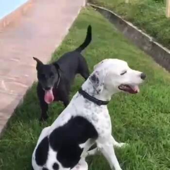 Beto & Pantera -  Dachshund and Pointer Dog for Adoption in Zuni, Virginia - Beto & Pantera | PetCurious