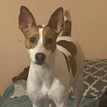 Mixed Breed Dogs Available for Adoption in New York, New York - Tasmin | PetCurious