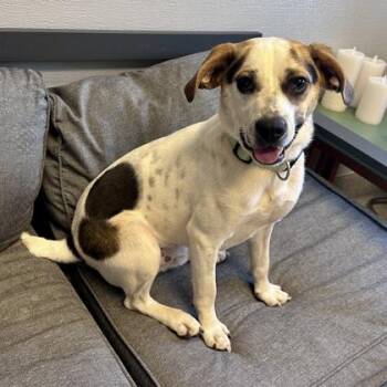 Mixed Breed Dogs Available for Adoption in Lansing, Michigan - Buster Brown | PetCurious