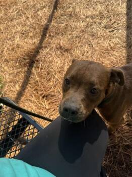 Athena -  Terrier Dog for Adoption in Hilton Head Island, South Carolina - Athena | PetCurious