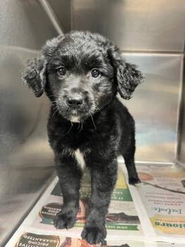 Poodle Dogs Available for Adoption in Hopkinsville, Kentucky - Fern | PetCurious