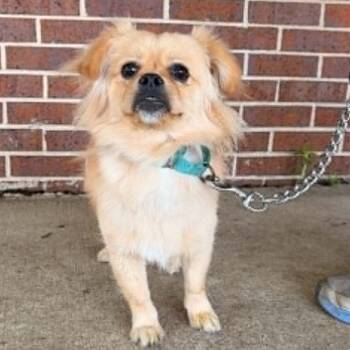 Pomeranian and Pekingese Dogs Available for Adoption in Waterloo, Iowa - Teddy | PetCurious