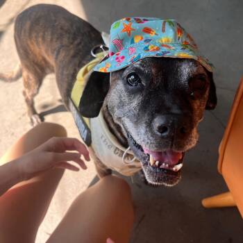 Leonora -  Boxer Dog for Adoption in San Diego, California - Leonora | PetCurious