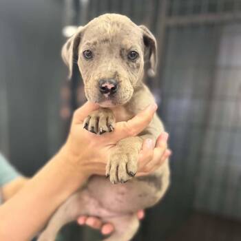 Mabel -  Pit Bull Terrier and Mixed Breed Dog Available for Adoption in Buffalo, Minnesota - Mabel | PetCurious