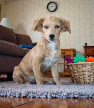 Mixed Breed Dogs Available for Adoption in Mesa, Arizona - Lady | PetCurious