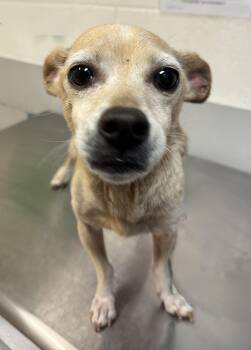 Kewpie -  Mixed Breed Dog for Adoption in Nashville, Tennessee - Kewpie | PetCurious