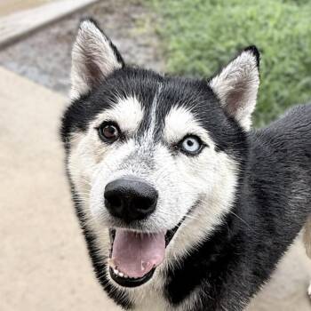 Felix -  Husky Dog for Adoption in Brenham, Texas - Felix | PetCurious