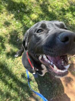 Juno -  Terrier Dog for Adoption in Candler, North Carolina - Juno | PetCurious