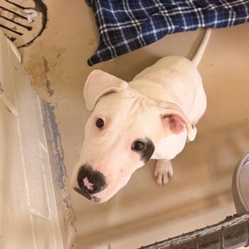 Pit Bull Terrier Dogs Available for Adoption - Monopoly | PetCurious