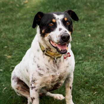 Kiko -  Mixed Breed Dog Available for Adoption in Mississauga, Ontario - Kiko | PetCurious