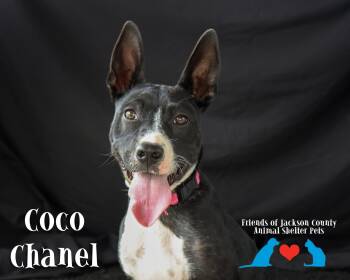 Coco Chanel -  Mcnab and Border Collie Dog for Adoption in Ocean Springs, Mississippi - Coco Chanel | PetCurious
