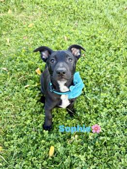 Rescue Mixed Breed and German Shepherd Dog Dogs for Adoption in Bromley, Kentucky - Sophie | PetCurious