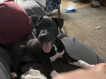 Lindy -  Labrador Retriever and Terrier Dog for Adoption in Aurora, Illinois - Lindy | PetCurious