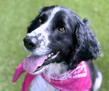 Rescue English Springer Spaniel Dogs for Adoption in Hondo, Texas - Lois Lane | PetCurious