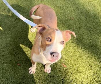 Trixie -  Mixed Breed Dog for Adoption in Alexandria, Virginia - Trixie | PetCurious